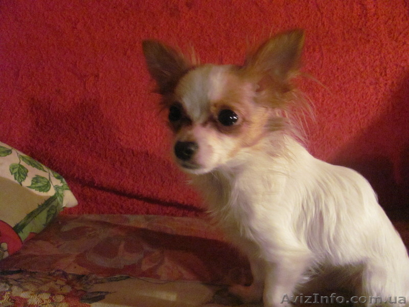 срочно  продам  чихуа  - <ro>Изображение</ro><ru>Изображение</ru> #3, <ru>Объявление</ru> #875273