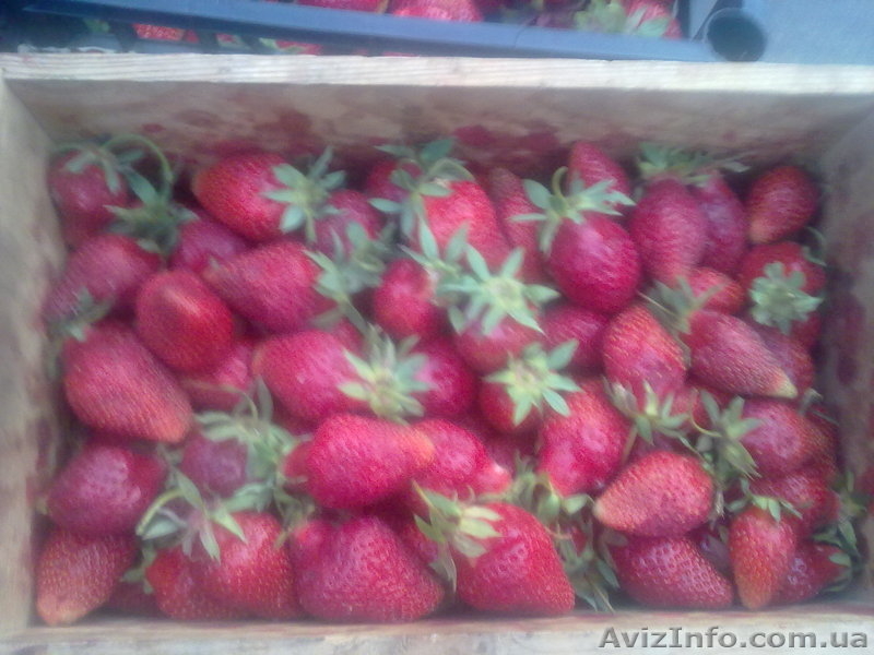 Продам киев ягоду клубники оптом и врозницу 2013 - <ro>Изображение</ro><ru>Изображение</ru> #1, <ru>Объявление</ru> #874420