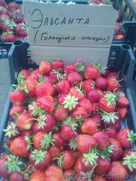 Продам киев ягоду клубники оптом и врозницу 2013 - <ro>Изображение</ro><ru>Изображение</ru> #3, <ru>Объявление</ru> #874420