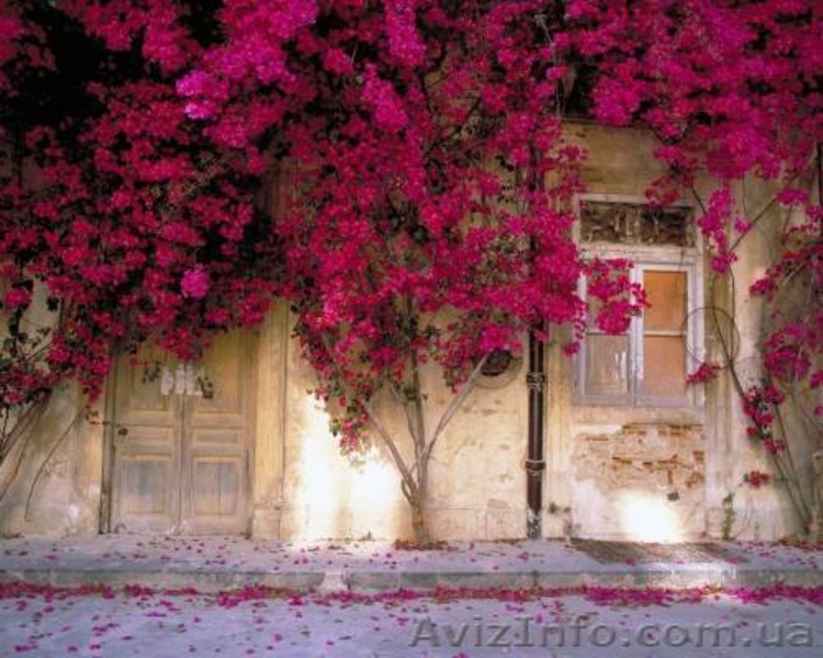 Глициния (Вистерия). Саженцы Глицинии (закрытая корневая), семена. - <ro>Изображение</ro><ru>Изображение</ru> #2, <ru>Объявление</ru> #887037