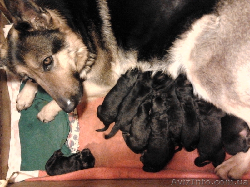 Крупные щенки немецкой овчарки!!!!!! - <ro>Изображение</ro><ru>Изображение</ru> #1, <ru>Объявление</ru> #877085