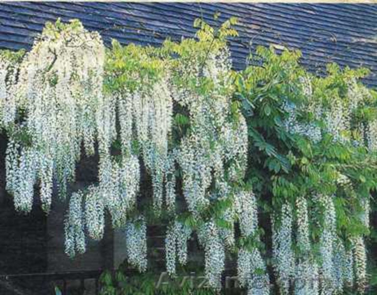 Глициния (Вистерия). Саженцы Глицинии (закрытая корневая), семена. - <ro>Изображение</ro><ru>Изображение</ru> #3, <ru>Объявление</ru> #887037