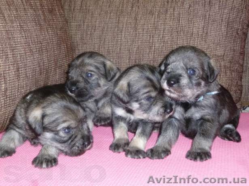 Очаровательные Щенки миттельшнауцера - <ro>Изображение</ro><ru>Изображение</ru> #2, <ru>Объявление</ru> #877816