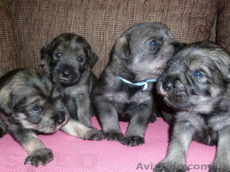  Очаровательные Щенки миттельшнауцера - <ro>Изображение</ro><ru>Изображение</ru> #3, <ru>Объявление</ru> #877816