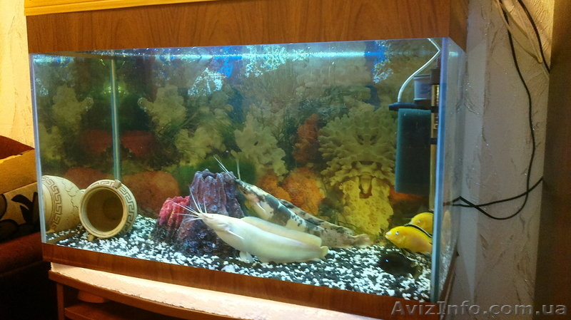 Продам аквариум 120л. В комплекте. 1200грн. - <ro>Изображение</ro><ru>Изображение</ru> #3, <ru>Объявление</ru> #878501
