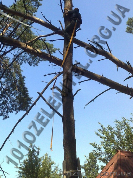 Обслуживание территории. Садовник. - <ro>Изображение</ro><ru>Изображение</ru> #5, <ru>Объявление</ru> #885857