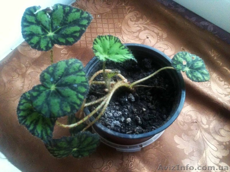 Бегония тигровая (Begonia tiger) - <ro>Изображение</ro><ru>Изображение</ru> #3, <ru>Объявление</ru> #889977
