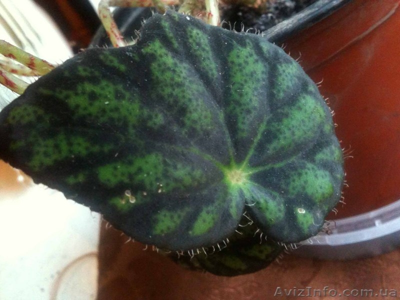 Бегония тигровая (Begonia tiger) - <ro>Изображение</ro><ru>Изображение</ru> #4, <ru>Объявление</ru> #889977
