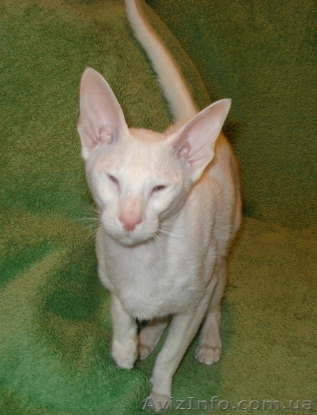 Белая сиамская кошечка - ФОРИНВАЙТ - <ro>Изображение</ro><ru>Изображение</ru> #1, <ru>Объявление</ru> #873746