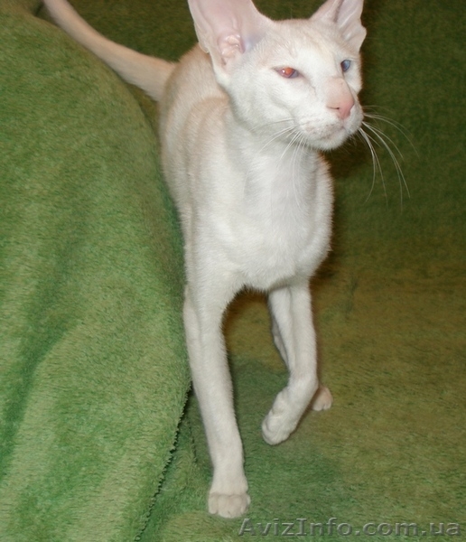 Белая сиамская кошечка - ФОРИНВАЙТ - <ro>Изображение</ro><ru>Изображение</ru> #2, <ru>Объявление</ru> #873746