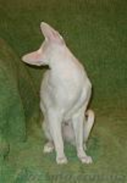 Белая сиамская кошечка - ФОРИНВАЙТ - <ro>Изображение</ro><ru>Изображение</ru> #3, <ru>Объявление</ru> #873746