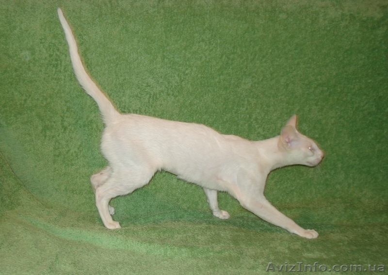 Белая сиамская кошечка - ФОРИНВАЙТ - <ro>Изображение</ro><ru>Изображение</ru> #4, <ru>Объявление</ru> #873746