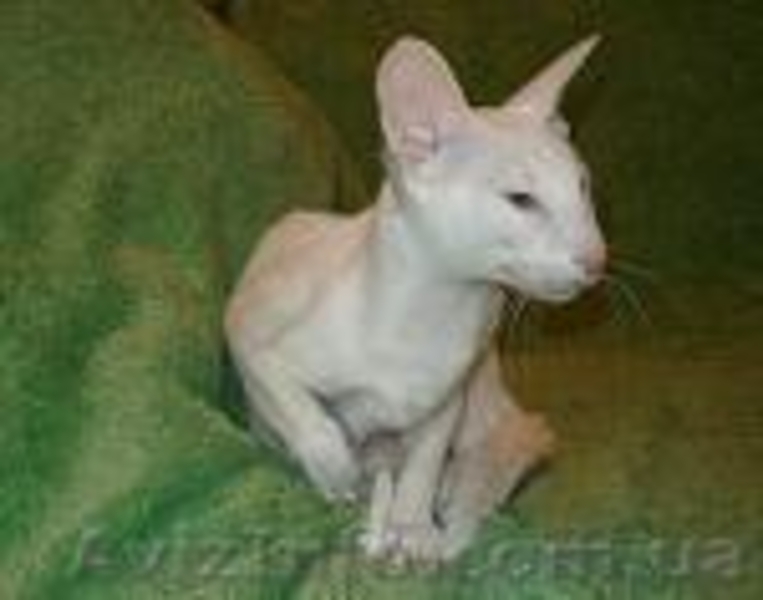 Белая сиамская кошечка - ФОРИНВАЙТ - <ro>Изображение</ro><ru>Изображение</ru> #5, <ru>Объявление</ru> #873746