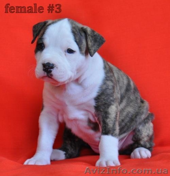 Высокопородный щенок американского стаффордширского терьера  - <ro>Изображение</ro><ru>Изображение</ru> #2, <ru>Объявление</ru> #889179