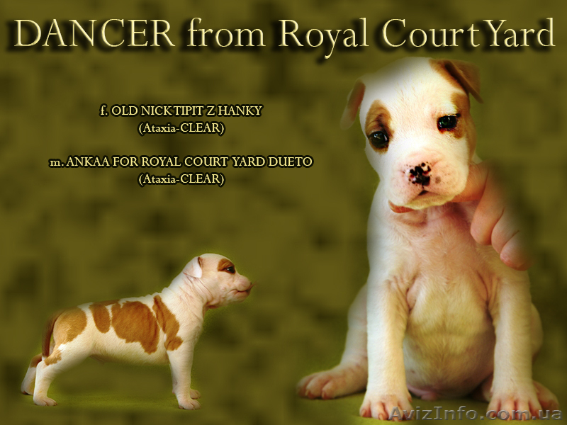  Стафф  Терьер. Выставочные щенки!мальчики, - <ro>Изображение</ro><ru>Изображение</ru> #3, <ru>Объявление</ru> #247026