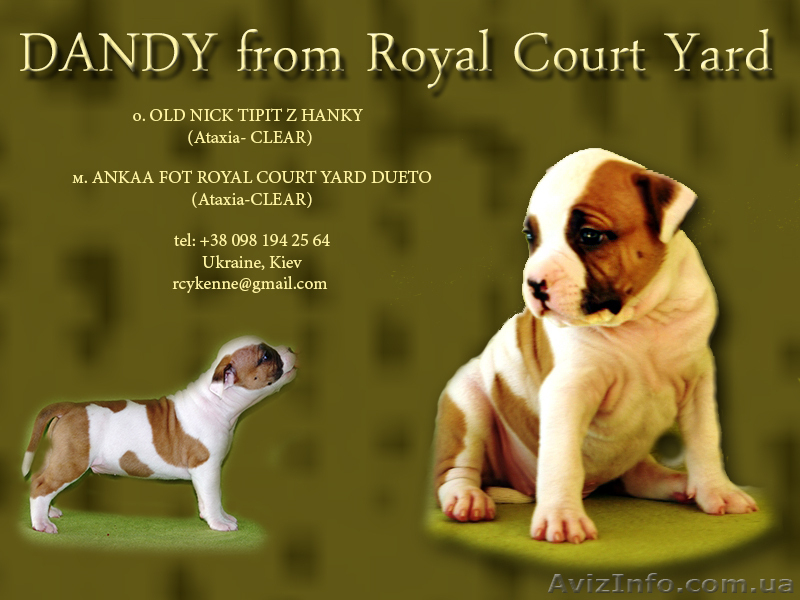  Стафф  Терьер. Выставочные щенки!мальчики, - <ro>Изображение</ro><ru>Изображение</ru> #4, <ru>Объявление</ru> #247026