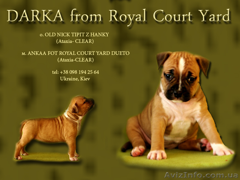  Стафф  Терьер. Выставочные щенки!мальчики, - <ro>Изображение</ro><ru>Изображение</ru> #5, <ru>Объявление</ru> #247026