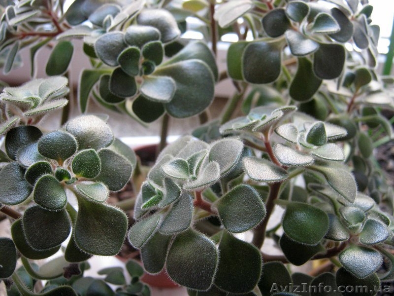 Аихризон или Дерево любви, счастья и благополучия! - <ro>Изображение</ro><ru>Изображение</ru> #3, <ru>Объявление</ru> #889979