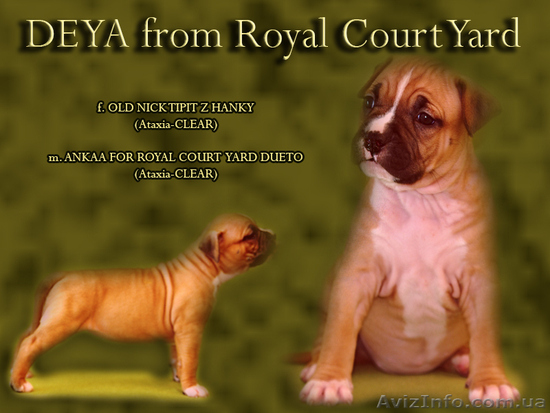  Стафф  Терьер. Выставочные щенки!мальчики, - <ro>Изображение</ro><ru>Изображение</ru> #7, <ru>Объявление</ru> #247026