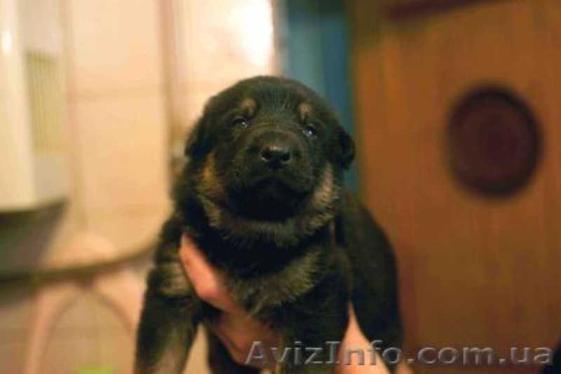 Крупные щенки немецкой овчарки!!!!!! - <ro>Изображение</ro><ru>Изображение</ru> #4, <ru>Объявление</ru> #877085