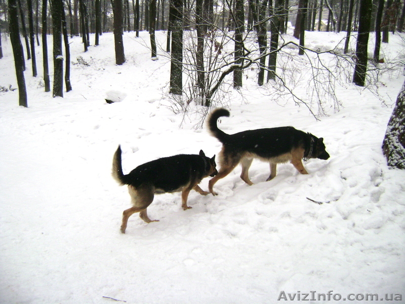 Крупные щенки немецкой овчарки!!!!!! - <ro>Изображение</ro><ru>Изображение</ru> #2, <ru>Объявление</ru> #877085
