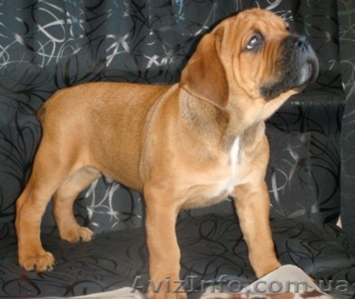 Кане-Корсо. Рыжий мальчик шоу-класса. - <ro>Изображение</ro><ru>Изображение</ru> #2, <ru>Объявление</ru> #875636