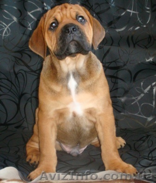 Кане-Корсо. Рыжий мальчик шоу-класса. - <ro>Изображение</ro><ru>Изображение</ru> #4, <ru>Объявление</ru> #875636