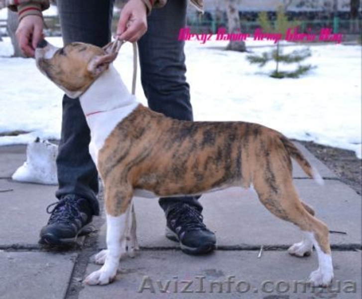 Амер.Стафф. Терьера супер щенки девочки - <ro>Изображение</ro><ru>Изображение</ru> #6, <ru>Объявление</ru> #229078