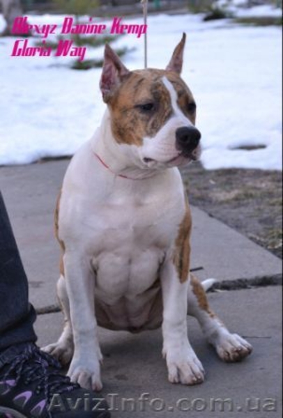 Амер.Стафф. Терьера супер щенки девочки - <ro>Изображение</ro><ru>Изображение</ru> #4, <ru>Объявление</ru> #229078