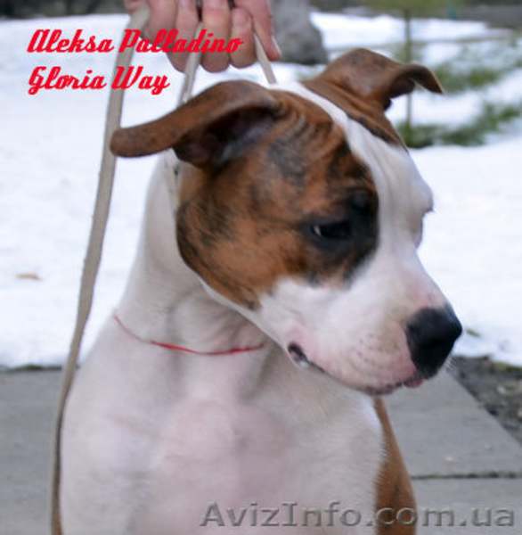 Амер.Стафф. Терьера супер щенки девочки - <ro>Изображение</ro><ru>Изображение</ru> #2, <ru>Объявление</ru> #229078