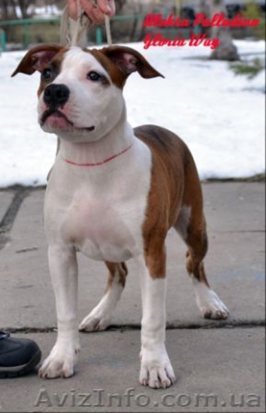  Американского Стаффоршидского Терьера - <ro>Изображение</ro><ru>Изображение</ru> #7, <ru>Объявление</ru> #223059