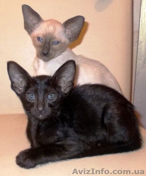 Магические черные ориентальные котята - <ro>Изображение</ro><ru>Изображение</ru> #4, <ru>Объявление</ru> #882545