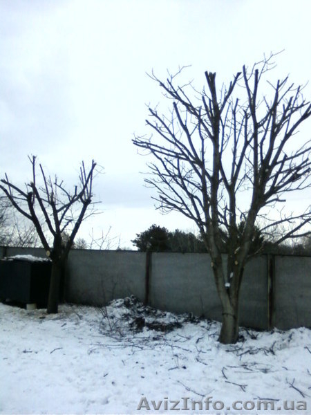 Обрезка деревьев спиливание деревьев - <ro>Изображение</ro><ru>Изображение</ru> #3, <ru>Объявление</ru> #877442