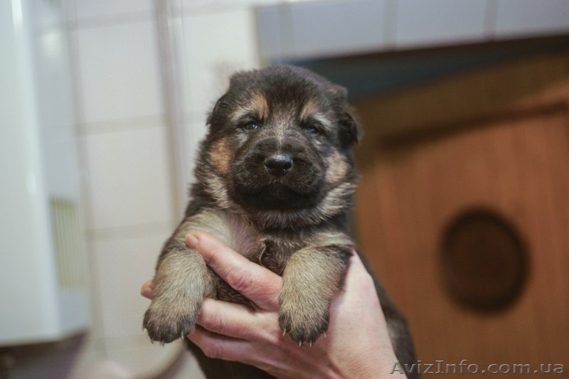 Крупные щенки немецкой овчарки!!!!!! - <ro>Изображение</ro><ru>Изображение</ru> #6, <ru>Объявление</ru> #877085