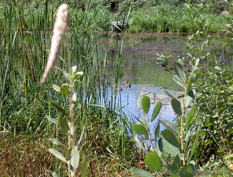 Шикарная прибрежная земля для Вашей усадьбы, две стороны по "урезу воды". - <ro>Изображение</ro><ru>Изображение</ru> #7, <ru>Объявление</ru> #879830