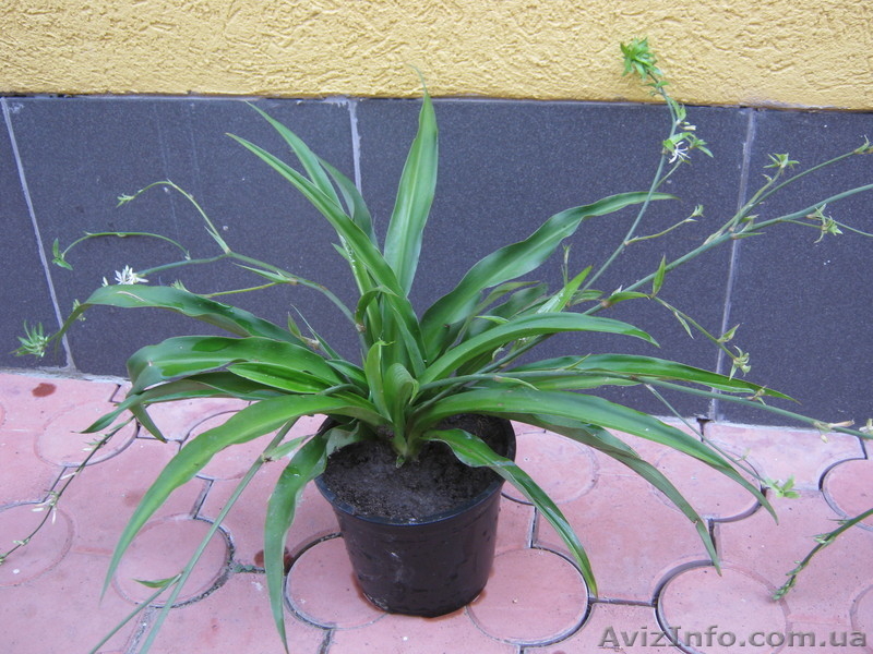 Детки Хлорофитума-Зеленого и Полосатого - <ro>Изображение</ro><ru>Изображение</ru> #7, <ru>Объявление</ru> #889973