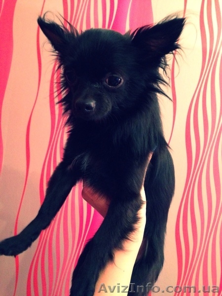 Породистый кобель чихуахуа предлагается для вязки ! - <ro>Изображение</ro><ru>Изображение</ru> #1, <ru>Объявление</ru> #878065