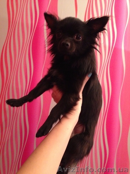 Породистый кобель чихуахуа предлагается для вязки ! - <ro>Изображение</ro><ru>Изображение</ru> #2, <ru>Объявление</ru> #878065