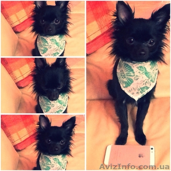 Породистый кобель чихуахуа предлагается для вязки ! - <ro>Изображение</ro><ru>Изображение</ru> #3, <ru>Объявление</ru> #878065