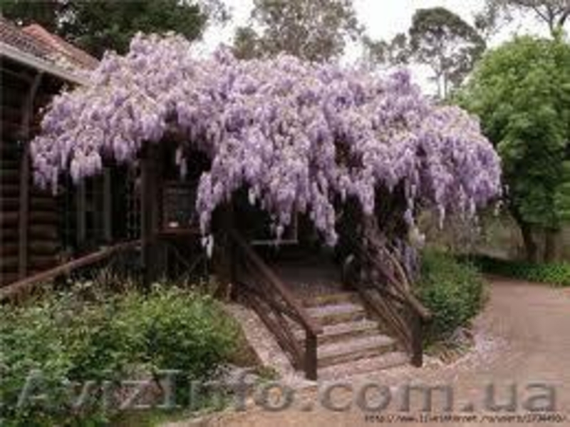 Глициния (Вистерия). Саженцы Глицинии (закрытая корневая), семена. - <ro>Изображение</ro><ru>Изображение</ru> #6, <ru>Объявление</ru> #887037