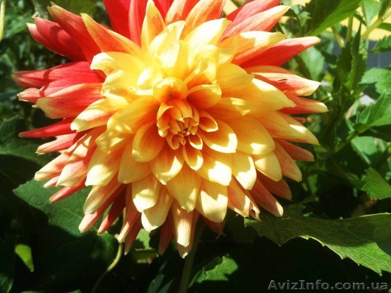 Георгины игольчатые разные - <ro>Изображение</ro><ru>Изображение</ru> #3, <ru>Объявление</ru> #889971