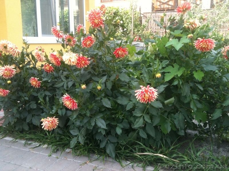 Георгины игольчатые разные - <ro>Изображение</ro><ru>Изображение</ru> #4, <ru>Объявление</ru> #889971