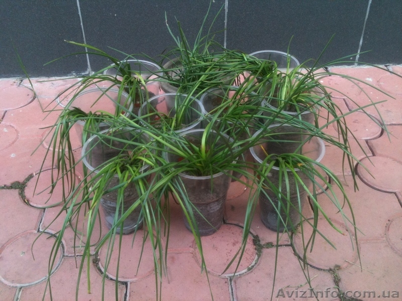 Зефирантес белый! 5+1 в ПОДАРОК! - <ro>Изображение</ro><ru>Изображение</ru> #4, <ru>Объявление</ru> #889974