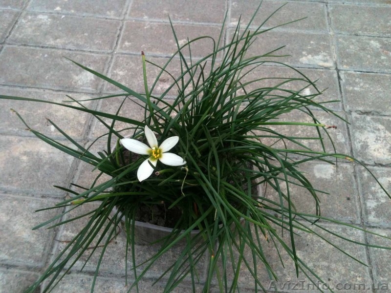 Зефирантес белый! 5+1 в ПОДАРОК! - <ro>Изображение</ro><ru>Изображение</ru> #5, <ru>Объявление</ru> #889974