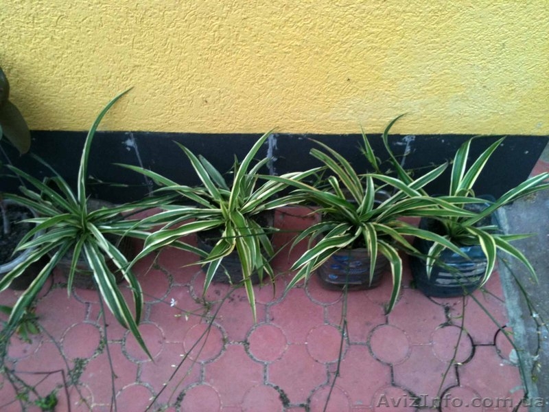 Детки Хлорофитума-Зеленого и Полосатого - <ro>Изображение</ro><ru>Изображение</ru> #8, <ru>Объявление</ru> #889973