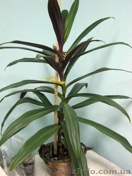 Рео (Rhoeo) дёшево! - <ro>Изображение</ro><ru>Изображение</ru> #3, <ru>Объявление</ru> #889969