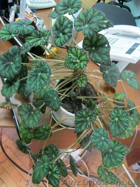 Бегония тигровая (Begonia tiger) - <ro>Изображение</ro><ru>Изображение</ru> #5, <ru>Объявление</ru> #889977