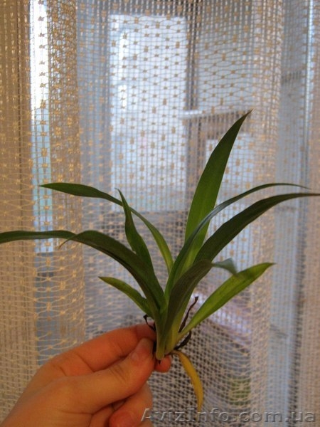 Детки Хлорофитума-Зеленого и Полосатого - <ro>Изображение</ro><ru>Изображение</ru> #3, <ru>Объявление</ru> #889973