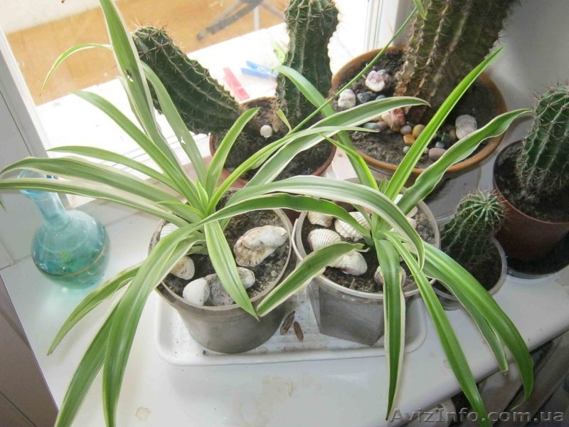 Детки Хлорофитума-Зеленого и Полосатого - <ro>Изображение</ro><ru>Изображение</ru> #6, <ru>Объявление</ru> #889973