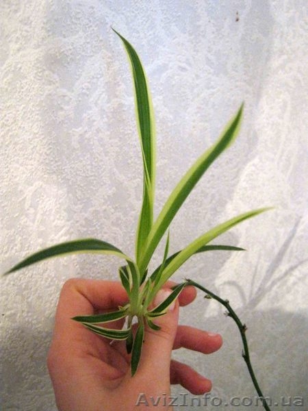 Детки Хлорофитума-Зеленого и Полосатого - <ro>Изображение</ro><ru>Изображение</ru> #4, <ru>Объявление</ru> #889973